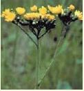 Yellow Hawkweed